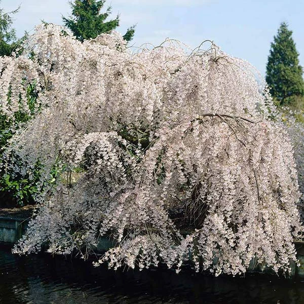 White Weeping Cherry Tree 1 White Weeping Cherry Tree