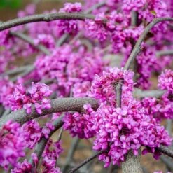 Whitewater Redbud Tree -Plant Sales Store Whitewater Redbud 3