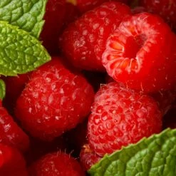 Willamette Red Raspberry Bush -Plant Sales Store Wiliamette Raspberry 5 FGT