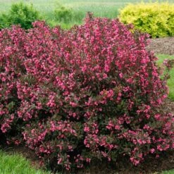 Wine & Roses® Weigela Shrub -Plant Sales Store Wine and Roses Weigela 2 FGT