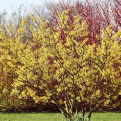 Common Witch Hazel Shrub -Plant Sales Store Witch Hazel 6