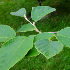 Diane Witch Hazel Shrub -Plant Sales Store Witch Hazel Diane 2