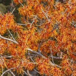 Jelena Witch Hazel Shrub -Plant Sales Store Witch Hazel Jelena 1