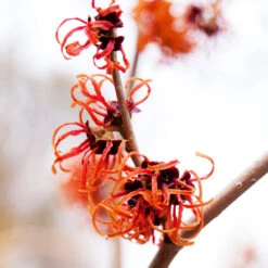Jelena Witch Hazel Shrub -Plant Sales Store Witch Hazel Jelena 2