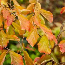 Jelena Witch Hazel Shrub -Plant Sales Store Witch Hazel Jelena 5