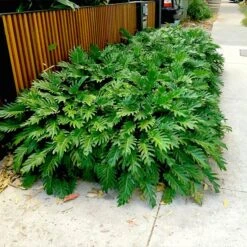 Xanadu Philodendron 'Winterbourn' Plant