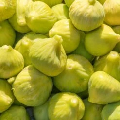 Yellow Fig Tree -Plant Sales Store Yellow Fig 1