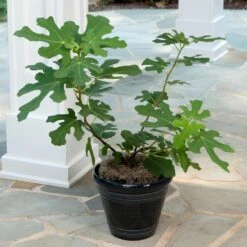 Yellow Fig Tree -Plant Sales Store Yellow Fig 4