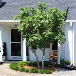 Yellow Fig Tree -Plant Sales Store Yellow Fig 5