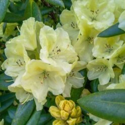 Yellow Rhododendron -Plant Sales Store Yellow Rhododendron 2 FGT