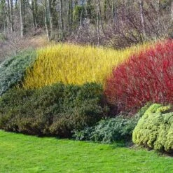 Yellow Twig Dogwood Shrub 10 Yellow Twig Dogwood Shrub -Plant Sales Store Yellow Twig Dogwood 1