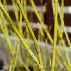 Yellow Twig Dogwood Shrub 12 Yellow Twig Dogwood Shrub -Plant Sales Store Yellow Twig Dogwood 4 FGT