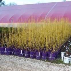 Yellow Twig Dogwood Shrub 15 Yellow Twig Dogwood Shrub -Plant Sales Store Yellow Twig Dogwood 8