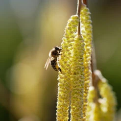 York Filbert Hazelnut 11 York Filbert Hazelnut -Plant Sales Store York Hazelnut 2