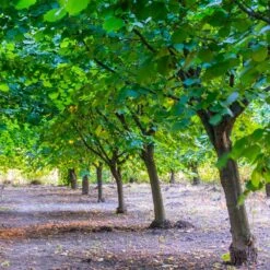 York Filbert Hazelnut 9 York Filbert Hazelnut -Plant Sales Store York Hazelnut 4