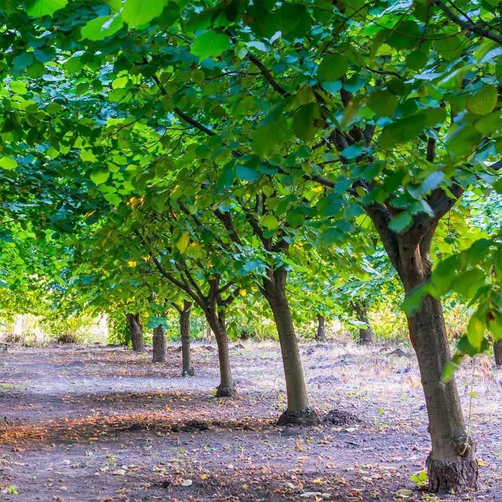 York Filbert Hazelnut 4 York Filbert Hazelnut - Image 4