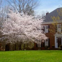 Yoshino Cherry Tree -Plant Sales Store Yoshino Cherry 8 FGT
