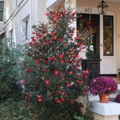 Yuletide Camellia -Plant Sales Store Yuletide Camellia 4 BB