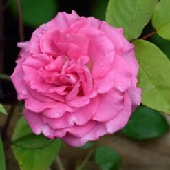 Zephirine Drouhin Climbing Rose -Plant Sales Store Zephirine Drouhin Rose 1 FGT