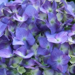 Let's Dance® Blue Jangles Hydrangea Shrub -Plant Sales Store hydrangea lets dance blue jangles 3