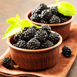 Kiowa Blackberry Bush 7 Kiowa Blackberry Bush -Plant Sales Store kiowa blackberry 3