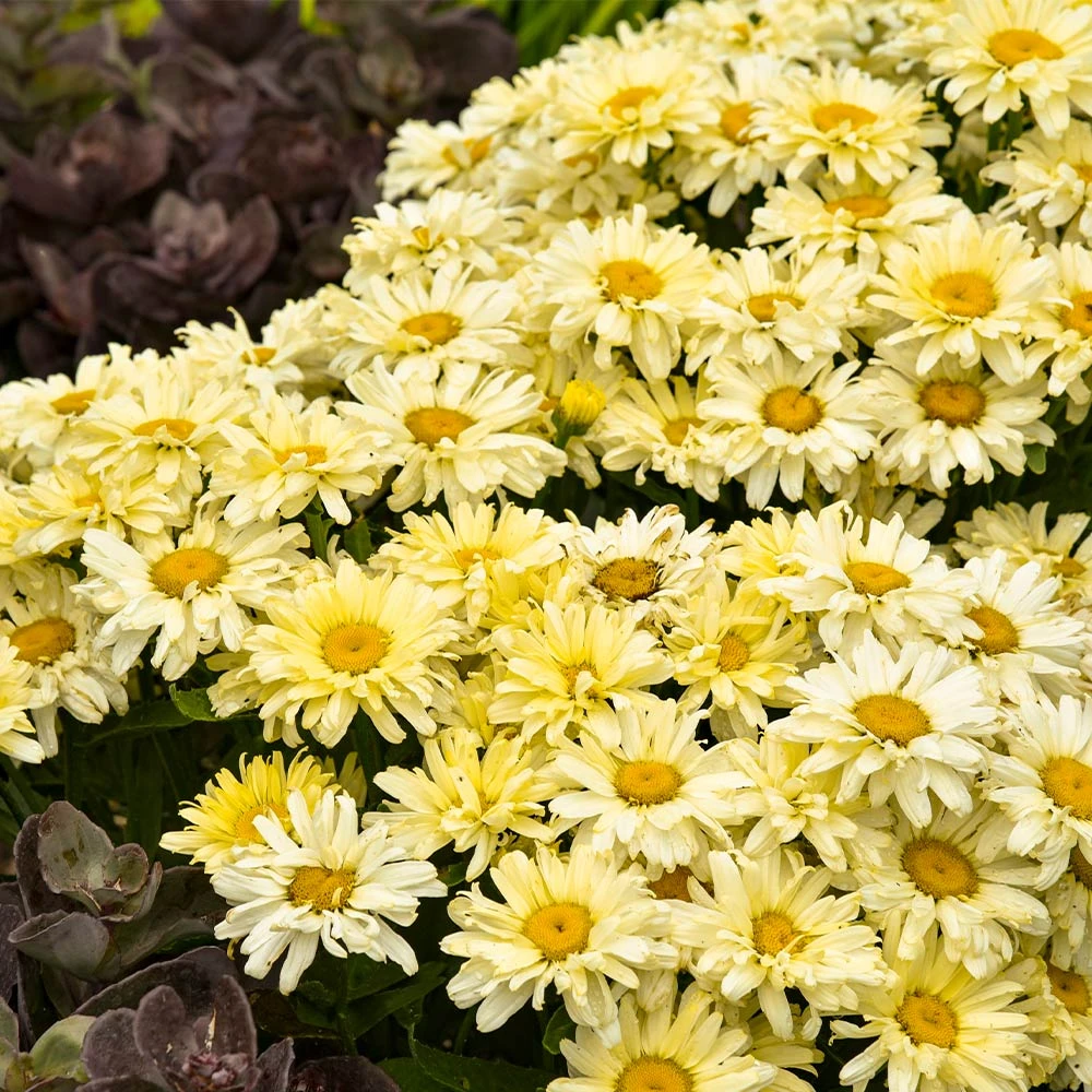Amazing Daisies® ‘Banana Cream II’ Shasta Daisy 2 Amazing Daisies® ‘Banana Cream II’ Shasta Daisy - Image 2