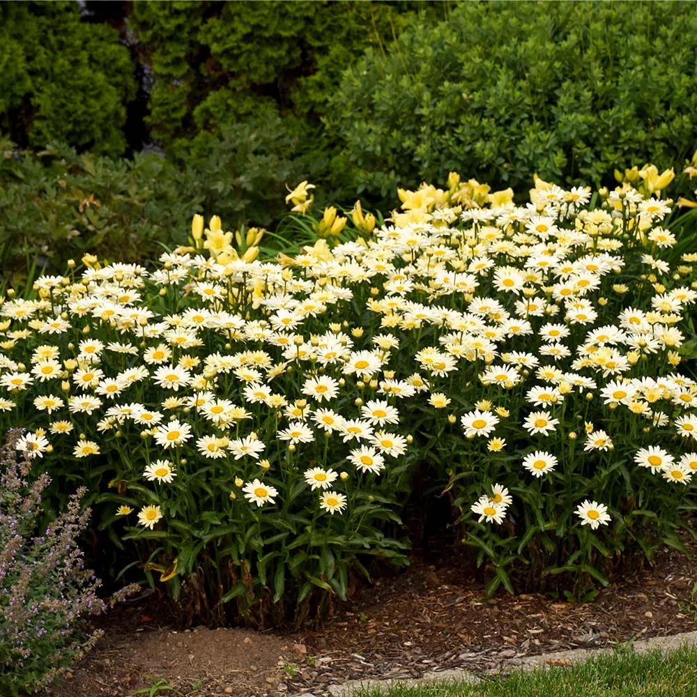 Amazing Daisies® ‘Banana Cream II’ Shasta Daisy 3 Amazing Daisies® ‘Banana Cream II’ Shasta Daisy - Image 3