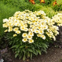 Amazing Daisies® ‘Banana Cream II’ Shasta Daisy 7 Amazing Daisies® ‘Banana Cream II’ Shasta Daisy -Plant Sales Store leucanthemum amazing daisies banana cream ii gal