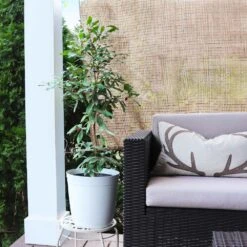 Miracle Berry Plant -Plant Sales Store mIRACLE bERRY 4 FGT