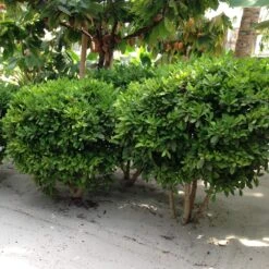 Miracle Berry Plant -Plant Sales Store mIRACLE bERRY 6