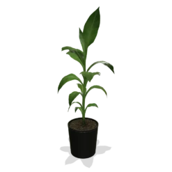 Cold Hardy Banana Tree -Plant Sales Store products 0759c65d 800b 498b b0a2 d9fb8d8c790e