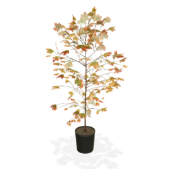 Autumn Blaze® Red Maple Tree -Plant Sales Store products 5f8d8f31 87b0 4c0c bdb7 89dc64fd77ef