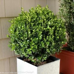 Sprinter® Boxwood Shrub -Plant Sales Store sprinter boxwood 2 FGT