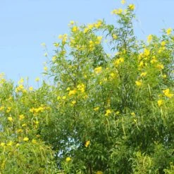 Sundance Tecoma -Plant Sales Store tECOMA sTANS sUNDANCE 1