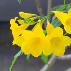 Sundance Tecoma -Plant Sales Store tECOMA sTANS sUNDANCE 3