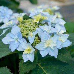 Tuff Stuff Ah-Ha® Hydrangea Shrub 10 Tuff Stuff Ah-Ha® Hydrangea Shrub -Plant Sales Store tuff stuff ah ha hydrangea 3