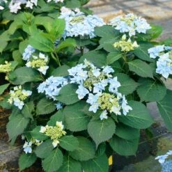 Tuff Stuff Ah-Ha® Hydrangea Shrub 11 Tuff Stuff Ah-Ha® Hydrangea Shrub -Plant Sales Store tuff stuff ah ha hydrangea 4