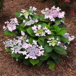 Tuff Stuff Ah-Ha® Hydrangea Shrub 12 Tuff Stuff Ah-Ha® Hydrangea Shrub -Plant Sales Store tuff stuff ah ha hydrangea 7 FGT