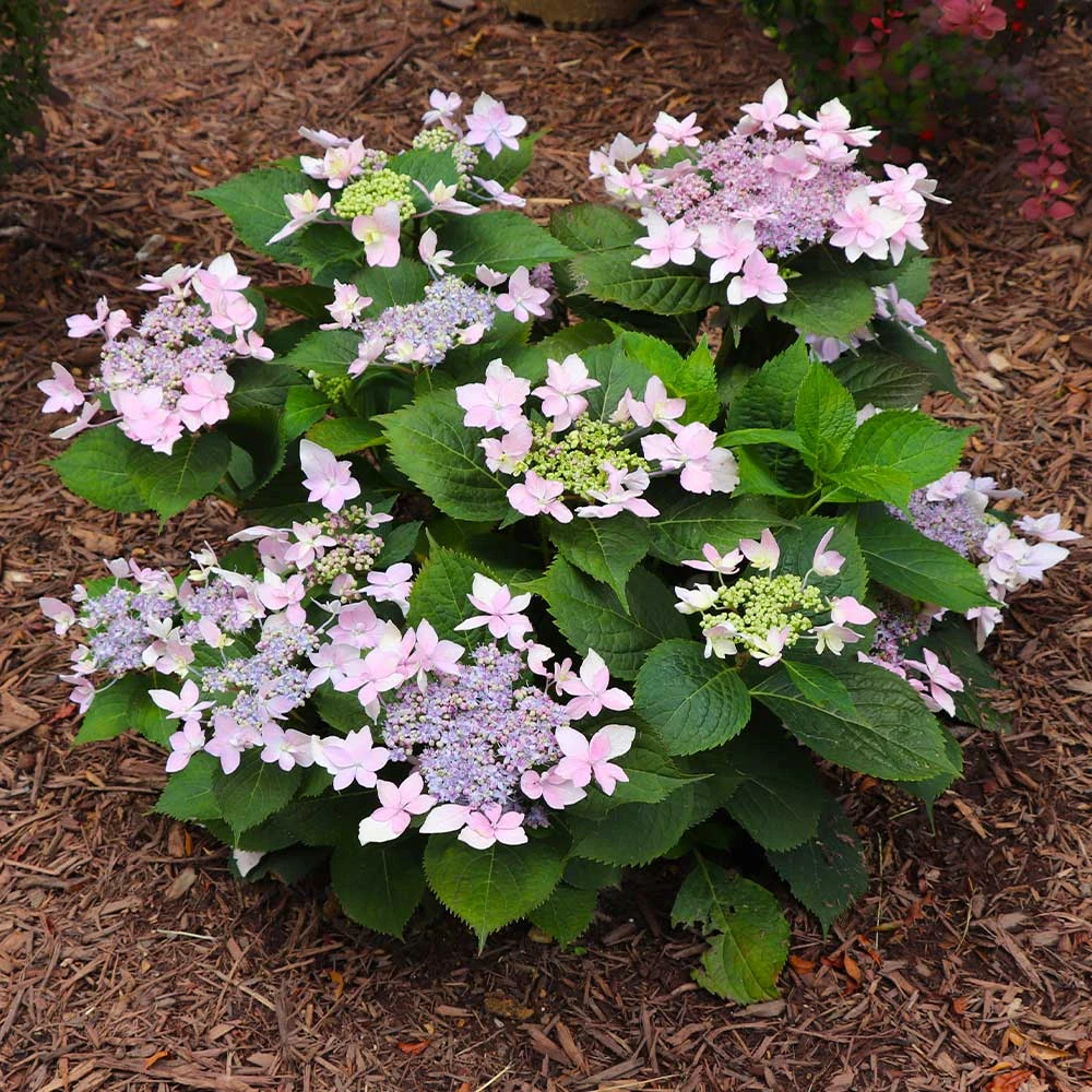 Tuff Stuff Ah-Ha® Hydrangea Shrub 6 Tuff Stuff Ah-Ha® Hydrangea Shrub - Image 6