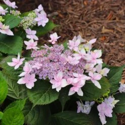 Tuff Stuff Ah-Ha® Hydrangea Shrub 13 Tuff Stuff Ah-Ha® Hydrangea Shrub -Plant Sales Store tuff stuff ah ha hydrangea 8
