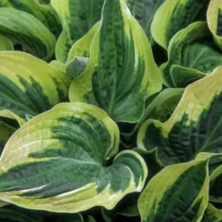 Wide Brim Hosta -Plant Sales Store wide brim hosta 1