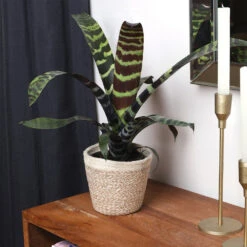 Zebra Plant In Decorative Pot -Plant Sales Store zebra jute 4